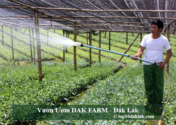 Vườn Ươm DAK FARM - Đắk Lắk